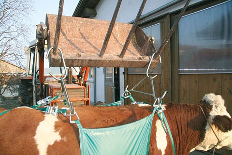 მშობიარობის დამხმარე აქსესუარები, ძროხის ასაწევი მოწყობილობა